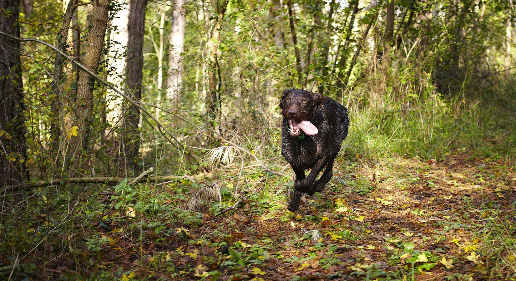 Photo reportage Pierre Chivoret France  scéne de chasse