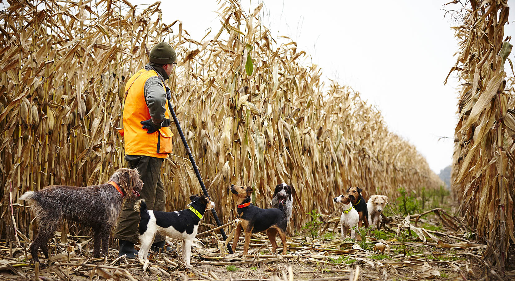 Photo reportage Pierre Chivoret France  scéne de chasse