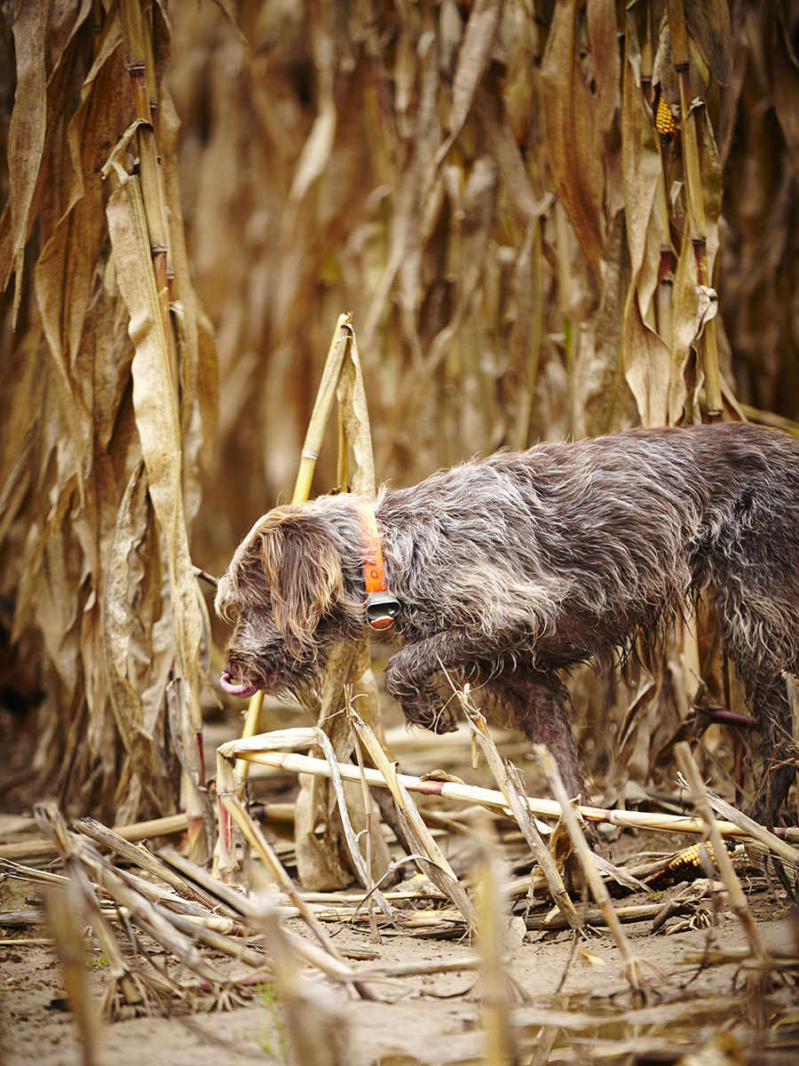 Photo reportage Pierre Chivoret France  scéne de chasse