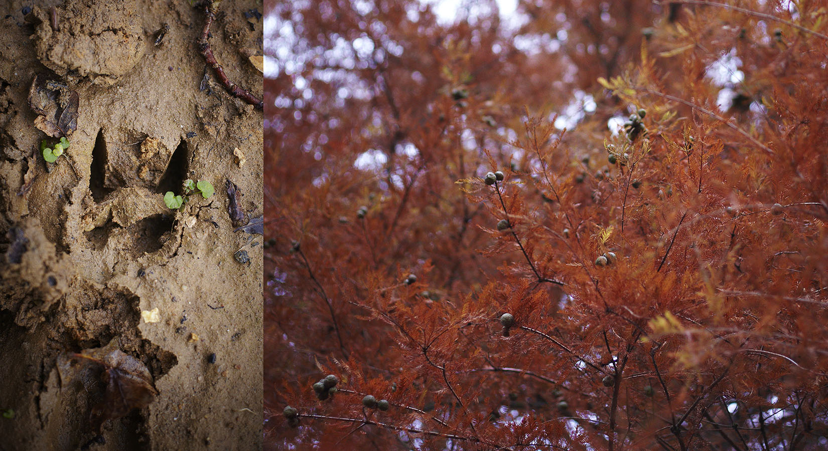 Photo reportage Pierre Chivoret France  scéne de chasse